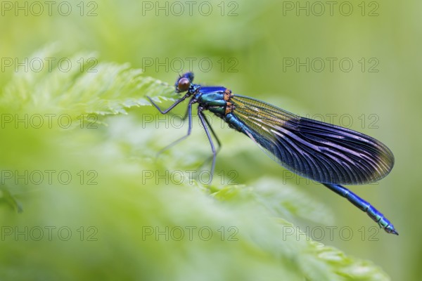 Banded demoiselle, (Calopteryx splendens), animals, insects, dragonfly, dragonfly, sideways, Lake