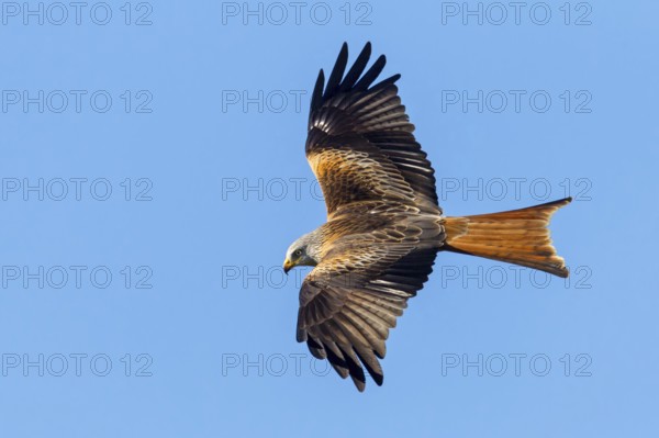 Red Kite, (Milvus milvus), Red Kite, Fork-tailed Kite, King Kite, animals, birds, bird of prey,