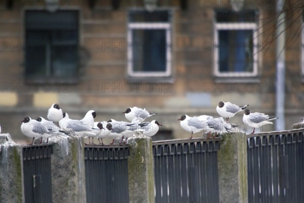 Birds in city have dual meaning. On one hand is aesthetic object, on other they scream and shit