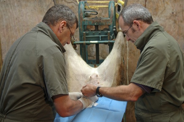 Vets implant an embryo into a surrogate hind during an embryo transfer programme on red deer,