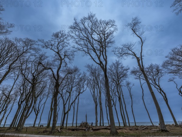 Trees in the ghostly forest on the cliffs facing the Baltic Sea, Nienhagen, Mecklenburg-Vorpommern,