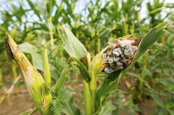 Huitlacoche - Corn smut, fungus, Mexican truffle in the green field. Corn smut is a plant disease
