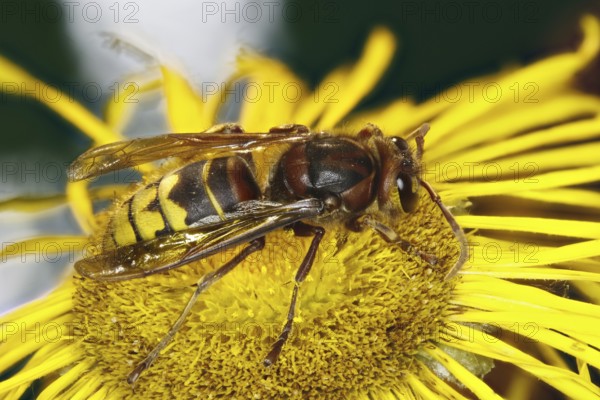 Hornet - on a Telekienblüte (Vespa crabro)