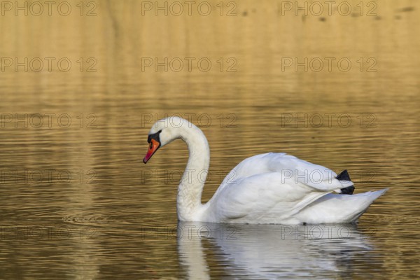 Mute swan at sunrise (Cygnus olor)