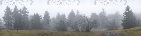 Panoramic shot of the fog-covered, frosty tree landscape on the Großer Feldberg, Taunus, Hesse,