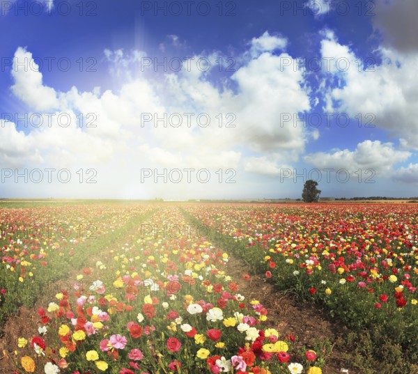 A lot of lovely blooming buttercups and shining clouds. Shining sharp rays of the sun illuminate