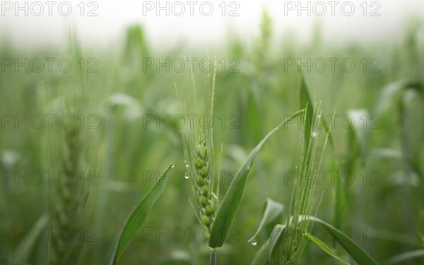 Close-up of young wheat plants glistening with morning dew. The soft light and shallow depth of
