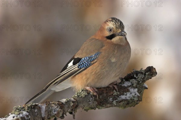 Jay, European Jay, Jay, eurasian jay (Garrulus glandarius), Geai des chênes, Arrendajo Común,