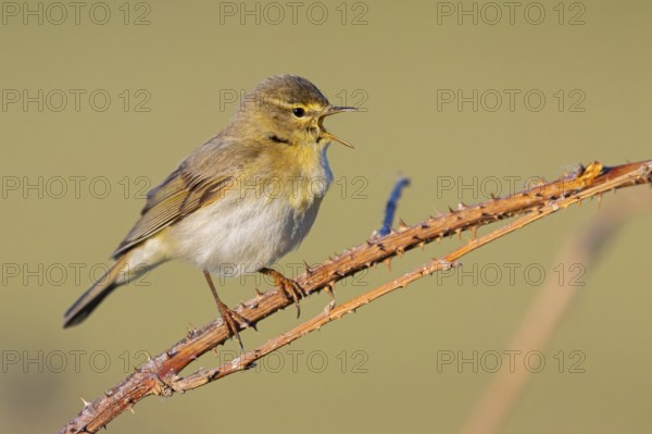 Willow Warbler, Willow Warbler, Phylloscopus trochilus, Pouillot fitis, Mosquitero Musical, Bad