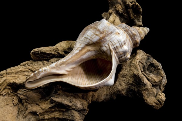 A beautiful conch shell Trapezium fascilarium resting on a piece of weathered driftwood, isolated