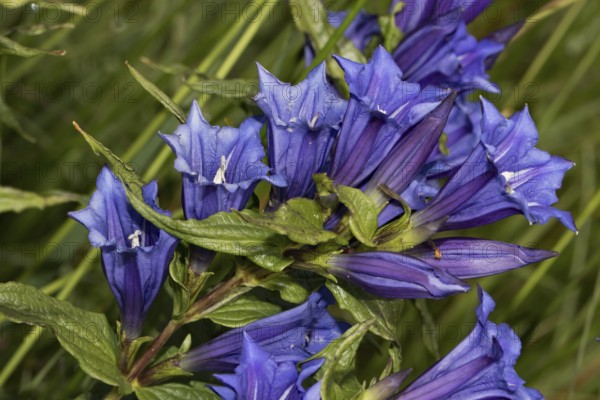 Swallow-root gentian (Gentiana asclepiadea)