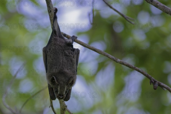 A bat hanging upside down from a branch amidst green foliage in a natural setting, Great