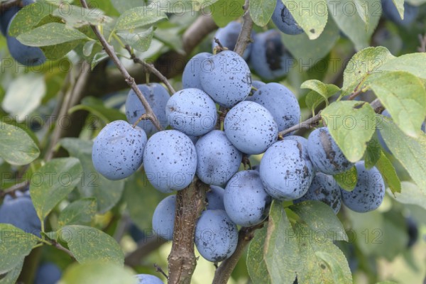 Plum (Prunus domestica 'Topfive'), Plum Rust (Tranzschelia pruni spinosae), Bundessortenamt,