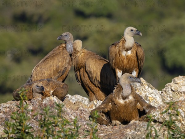 Griffon Vulture, Eurasian Griffon Vulture, Griffon Vulture, Eurasian Griffon, (Gyps fulvu), Vautour