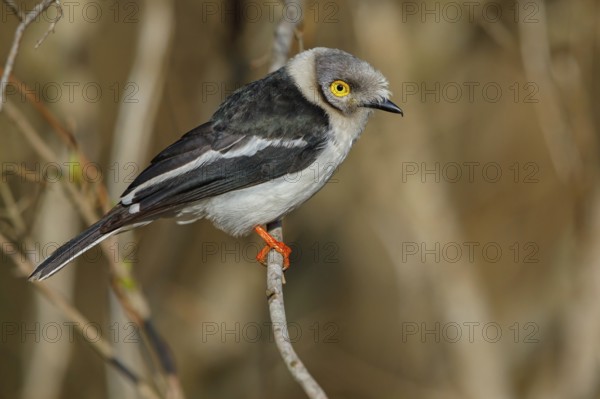 White-fronted shrike, (Prionops plumata), wanga shrike, passerine birds, Africa, Mkuze Game