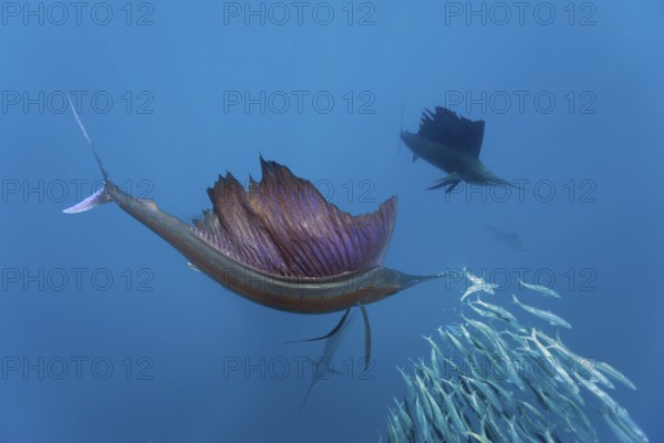 Atlantic sailfish, Istiophorus albicans, Isla Mujeres, Yucatan Peninsula, Caribbean, Mexico