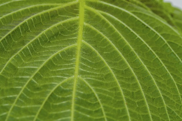 Closeup of leaf of Sesame plant (Sesamum indicum) with view of stem with smaller veins branching