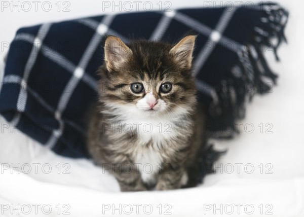 Funny little kitten sits in a laundry basket on a chequered blue blanket and has a dreamy look.