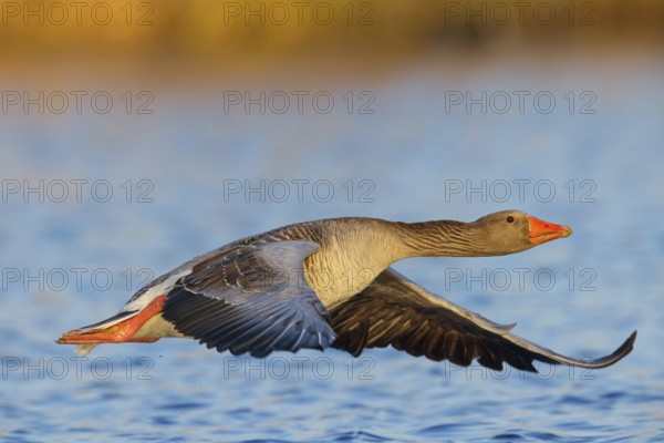 Greylag goose, Anser Anser, flight photo, lateral, flight photo, Wagbachniederung,