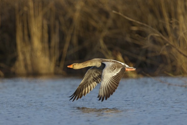 Greylag goose, Anser Anser, flight photo, lateral, Wagbachniederung, Wagh‰usl, Baden-W¸rttemberg,