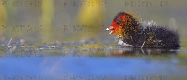 Eurasian Coot, coot, coot rail, black coot, (Fulica atra), chick, Hides de El Taray / Floating Hid,