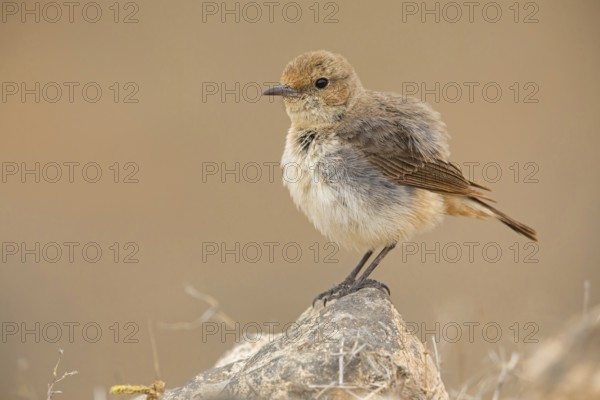 Arabian wheatear, Arabian wheatear, (Oenanthe lugentoide, Middle East, Oman, female, Jabal Samhan,