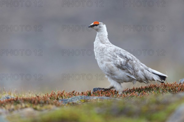 Rock ptarmigan, Svalbard Rock ptarmigan, Ptarmigan, (Lagopus mutus), Lagopus muta hyperbore), male,
