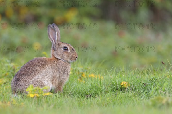 European rabbit (Oryctolagus cuniculus), European rabbit, common rabbit, conejo común, conejo
