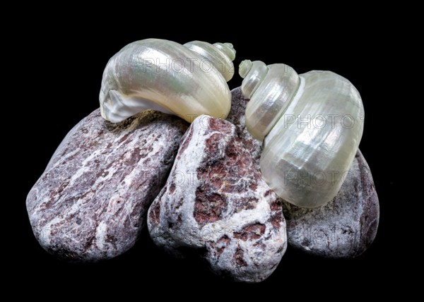 A pearly turban snail shell rests atop textured volcanic rocks against a black background. The