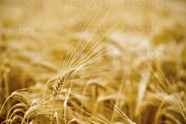 Ripe grain in the sunny summer field