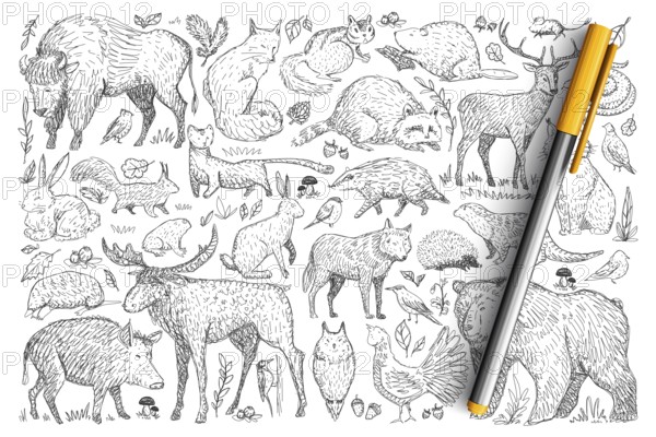 Forest wild animals doodle set. Collection of hand drawn deer fox bear rabbit squirrel raccoon