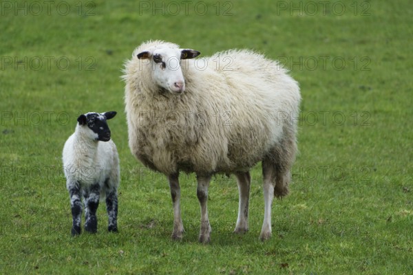 A sheep and a lamb stand together on a green meadow, surrounded by grass, sheep with small lambs on