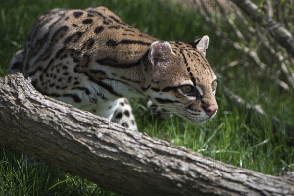 Ocelot (Leopardus pardalis), captive animal, zoo, Pittsburgh Zoo & Aquarium, direct eye contact,