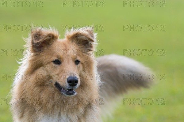 Shetland Sheepdog