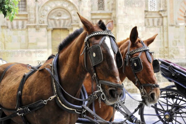 Cordoba, Andalusia, Spain, Europe, Two horses in harness in front of a historic building in the
