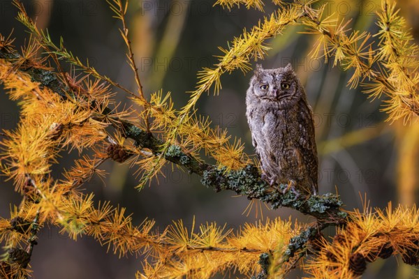 The Eurasian scops owl, Otus scops, European scops owl in larch
