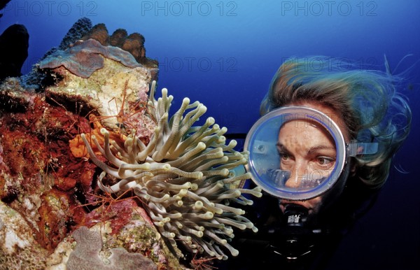 Diver and yellowline arrow crab in anemone, Stenorhynchus seticornis, Netherlands Antilles,