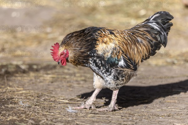 Free-ranging barnyard rooster with colorful plumage, outdoor breeding. Bas-Rhin, Collectivite