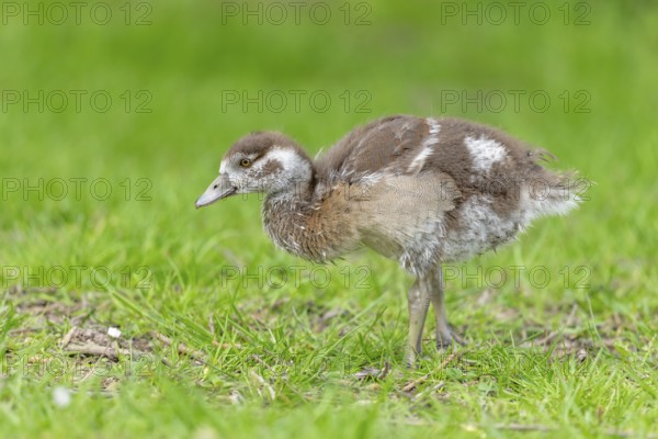 Egyptian goose chick (Alopochen aegyptiaca) at the edge of a river. Bas-Rhin, Collectivite