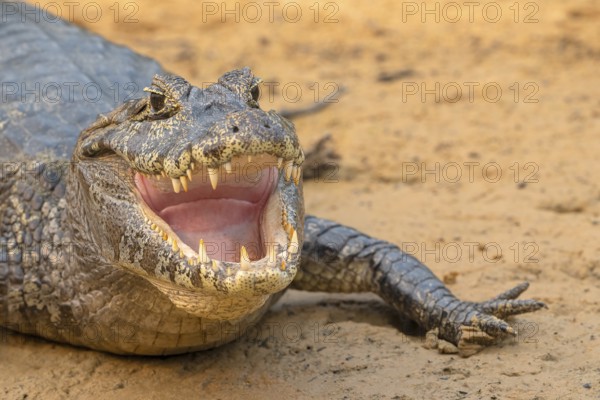Spectacled caiman (Caiman crocodilus yacara), Crocodile (Alligatoridae), crocodile (Crocodylia),