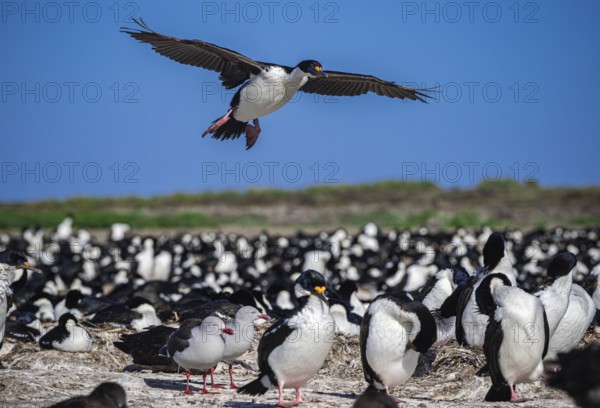 Blue-eyed Cormorant (Phalacrocorax atriceps), also Imperial shag, landing in a breeding colony,