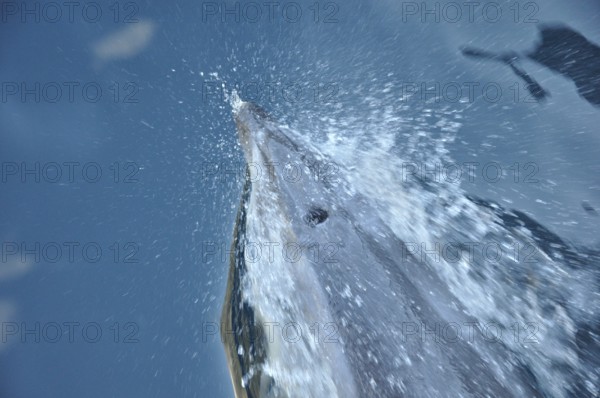 Bottlenose dolphins, Tursiops truncatus, at bow of ship in Milford Sound, Fiordland, New Zealand