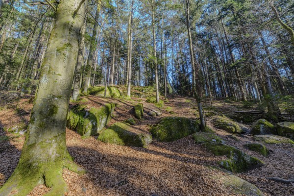 Forest landscape with moss-covered stones and tall trees under a blue sky, Höllbachtal, Upper