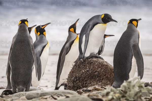 King penguins (Aptenodytes patagonicus), on the beach, Volunteer Point, Falkland Islands, Great