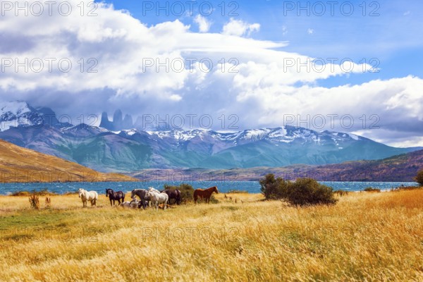 The mountain range is covered with eternal snow. The Torres del Paine park in Chile. Herd of wild
