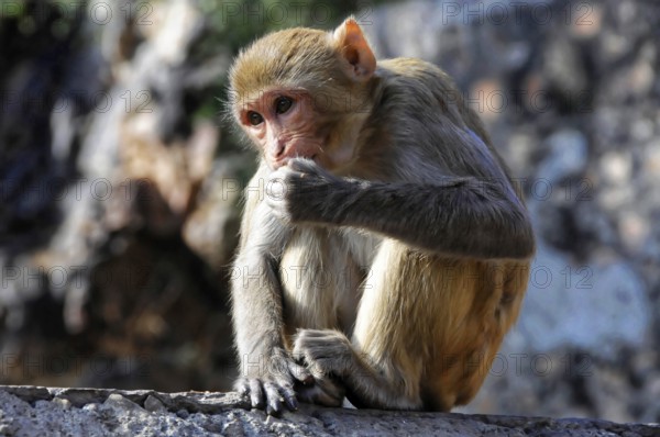 Rhesus monkey (Macaca mulatta) in the Galta Gorge, A pensive monkey sits on a stone and appears