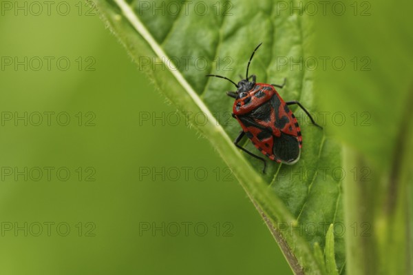 Eurydema ornata (Eurydema ornata)