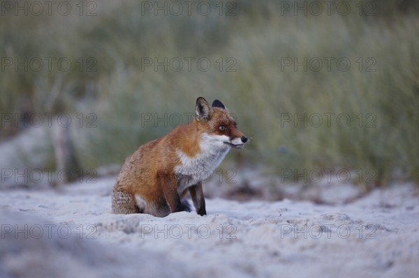 Red fox, Vulpes vulpes, on Darßer Weststrand, Western Pomerania Lagoon National Park,