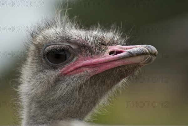 Portrait of the common ostrich (Struthio camelus), Usedom, DEU