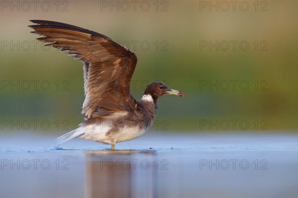 Hemprich's Gull, (Ichthyaetus hemprichii), (Larus hemprichii), Fish Eagle Gull Salalah, Raysut,